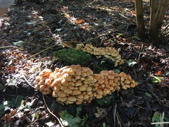 Basidiomycota