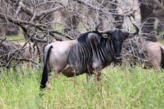 Connochaetes taurinus