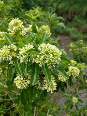 Pittosporum pentandrum