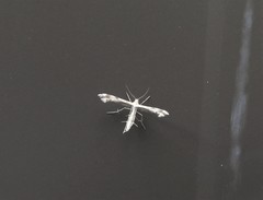 Trichoptilus ceramodes