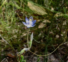 Thelymitra angustifolia