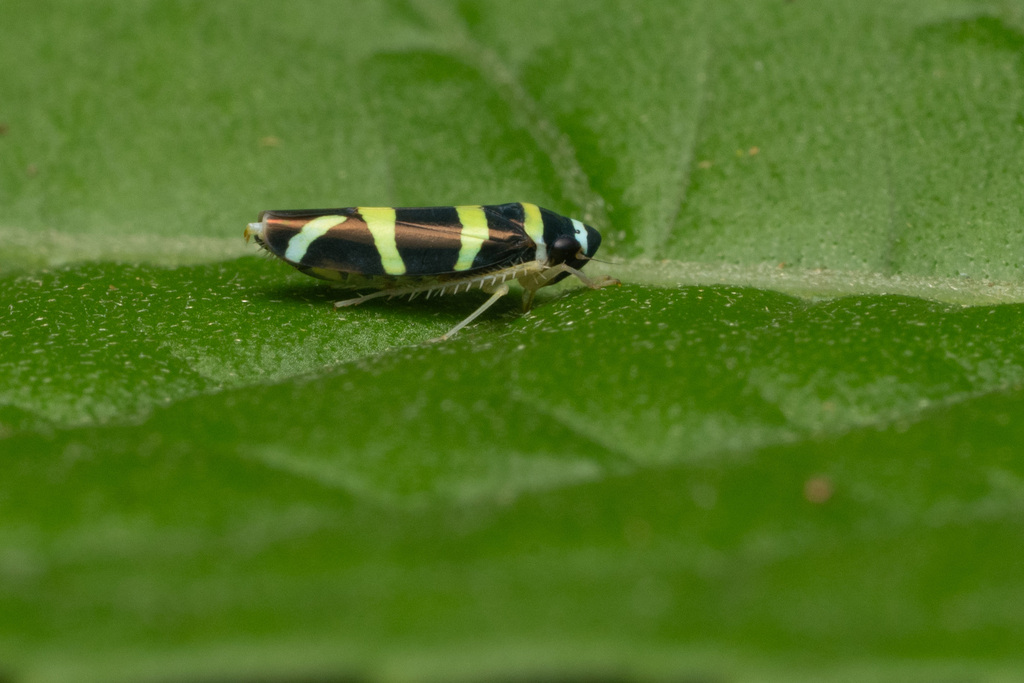 Juliaca sertigerula