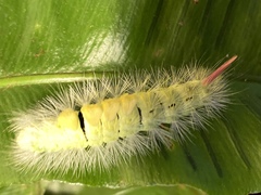 Calliteara pudibunda