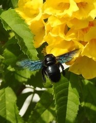 Xylocopa nasalis