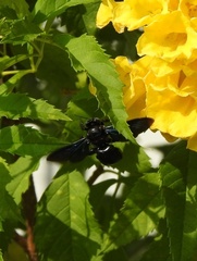 Xylocopa nasalis