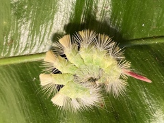 Calliteara pudibunda