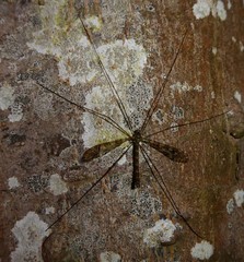 Austrolimnophila argus