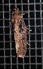 Erythrobapta haemalea