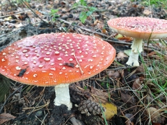 Amanita muscaria