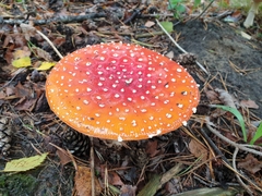 Amanita muscaria