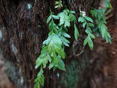 Forked Fern (Tmesipteris tannensis)