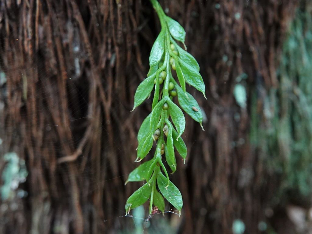 fork and chain ferns