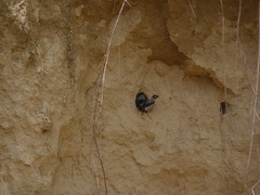 Acridotheres ginginianus