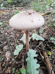 Macrolepiota konradii