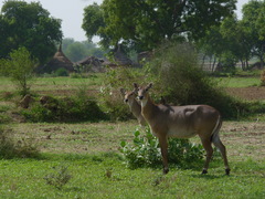 Boselaphus tragocamelus