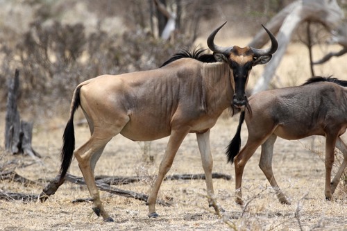 Common Wildebeest, photo 6 of 7