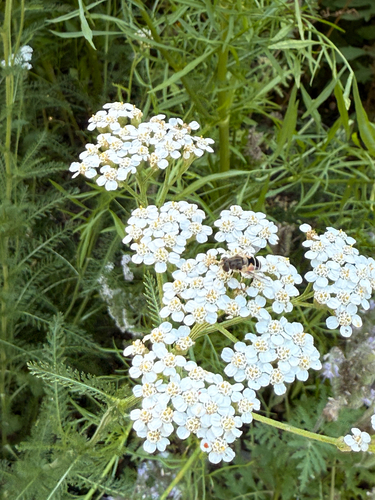 Unknown species found near N 12th St, Boise, ID, US