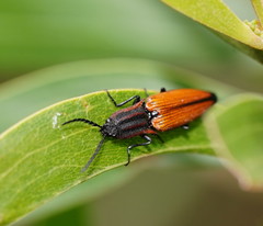 Elatichrosis trisulcatus