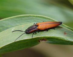 Elatichrosis trisulcatus