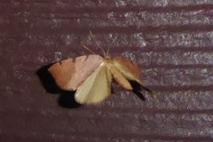 Sestra humeraria
