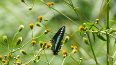 Graphium sarpedon nipponum