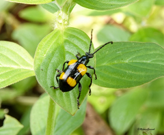 Lilioceris quadripustulata