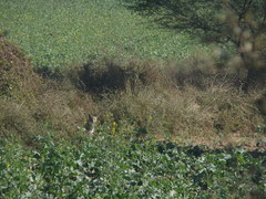 Canis aureus indicus