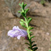 Bumpy Leaf Emu Bush - Photo (c) Lorraine Phelan, some rights reserved (CC BY-NC), uploaded by Lorraine Phelan