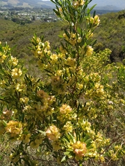 Dodonaea viscosa angustifolia