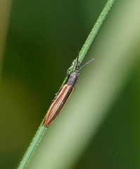 Eurispa vittata