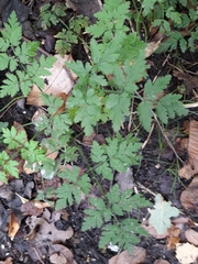 Chaerophyllum temulum