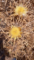 Carlina libanotica