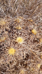 Carlina libanotica