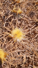 Carlina libanotica