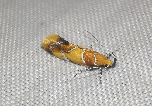 Orange-headed Callima Moth photo 3