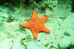 Anthaster valvulatus