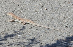 Acanthodactylus schreiberi