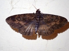 Anisoneura salebrosa
