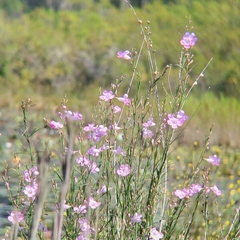 Agalinis linifolia