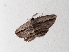Euphronarcha luxaria