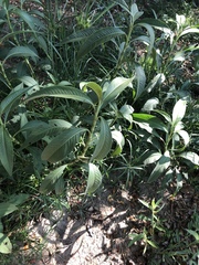 Persicaria attenuata