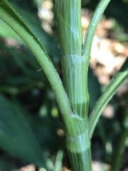 Persicaria attenuata