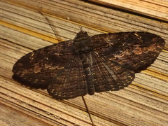 Anisoneura salebrosa