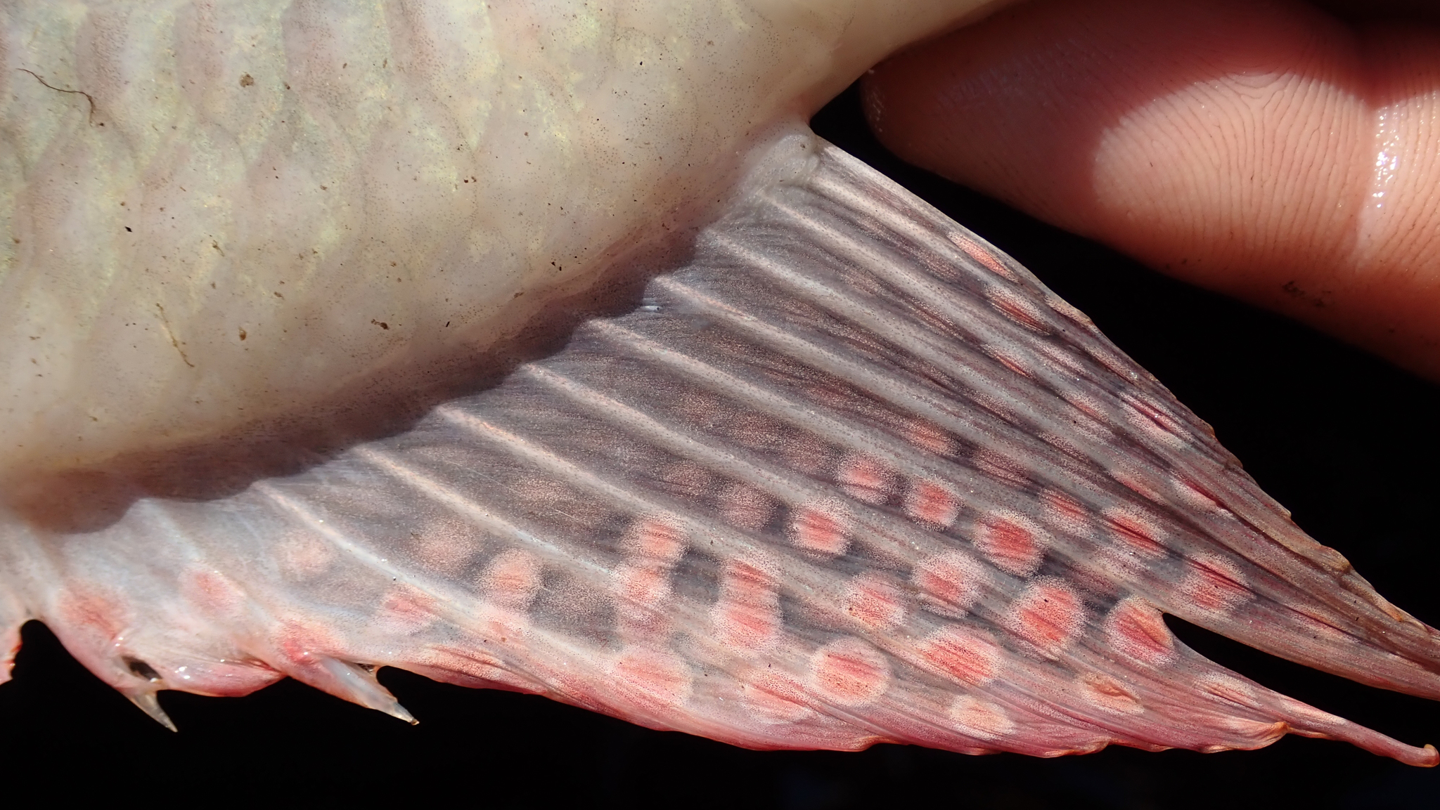 Pink Bream photo 6