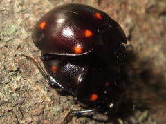Sinocymbachus koreanus