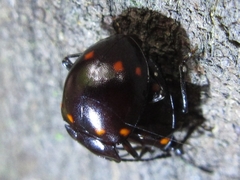 Sinocymbachus koreanus