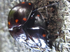 Sinocymbachus koreanus