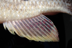 Serranochromis angusticeps