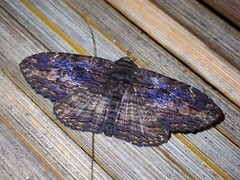 Anisoneura salebrosa
