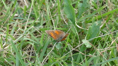 Curetis acuta paracuta